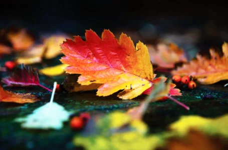 Fall is a good time to  plant trees and shrubs